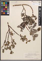 Salix callicarpaea Trautv.